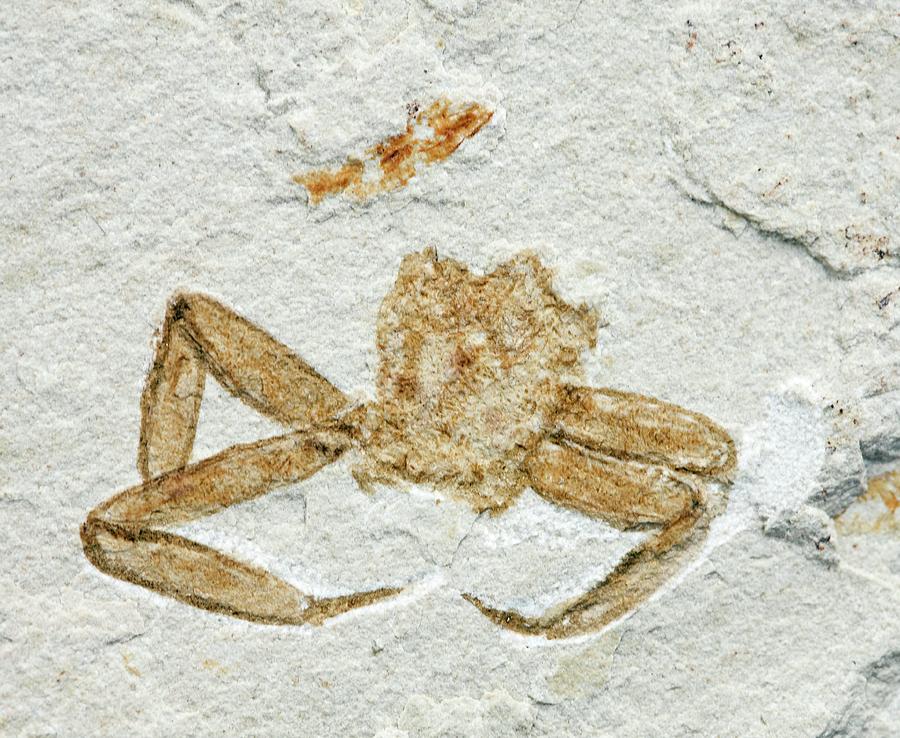 Fossil Arachnid Photograph by Pascal Goetgheluck/science Photo Library