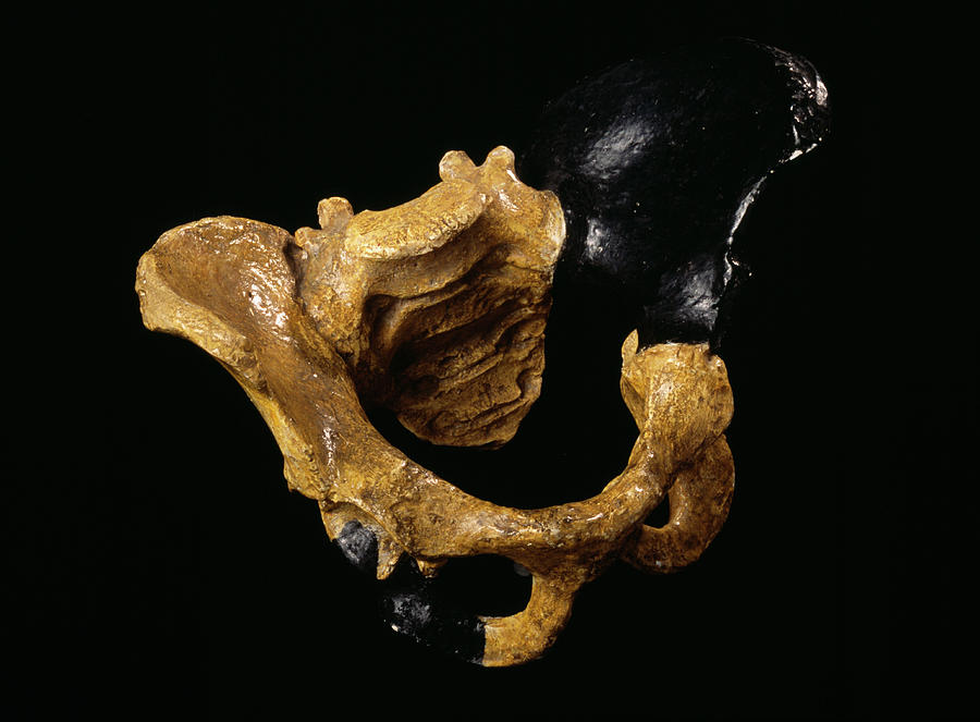 Australopithecus Photograph - Fossil Australopithecus Pelvis by Pascal Goetgheluck/science Photo Library
