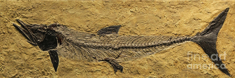Fossil Barracuda Like Photograph by Steven Parker