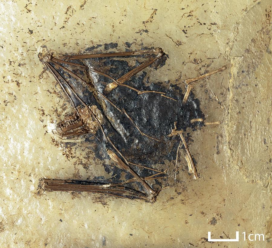 Prehistoric Photograph - Fossil bat specimen by Science Photo Library