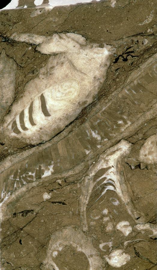 Fossil Bivalves Photograph by Jon Wilson/science Photo Library