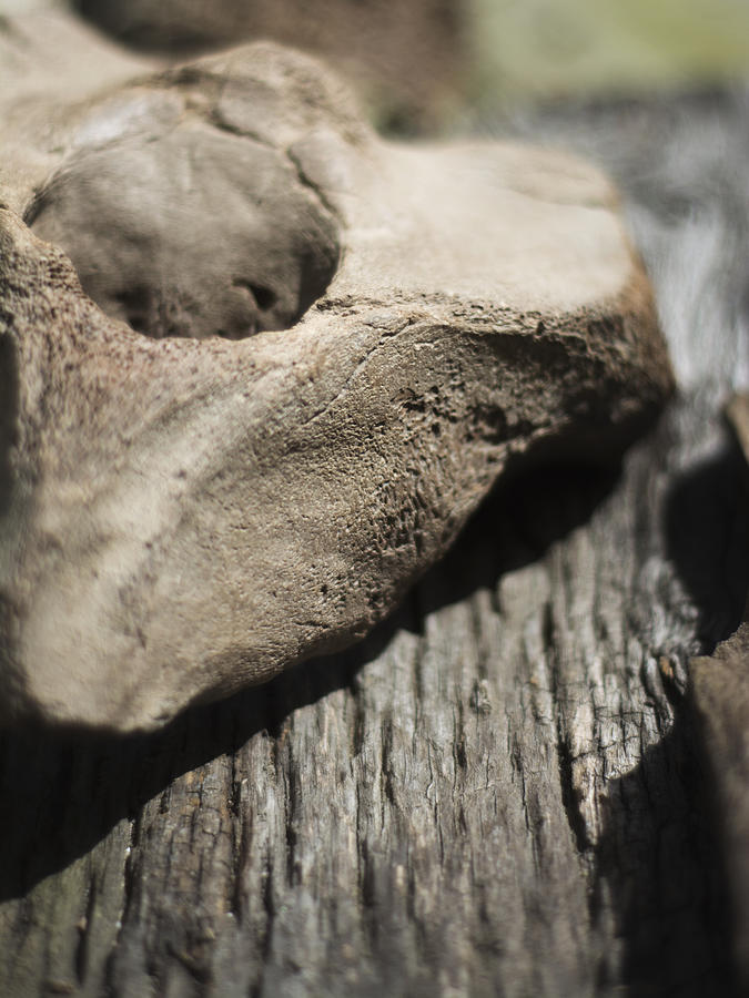 Fossil Bone with Weathered Wood Photograph by Rebecca Sherman