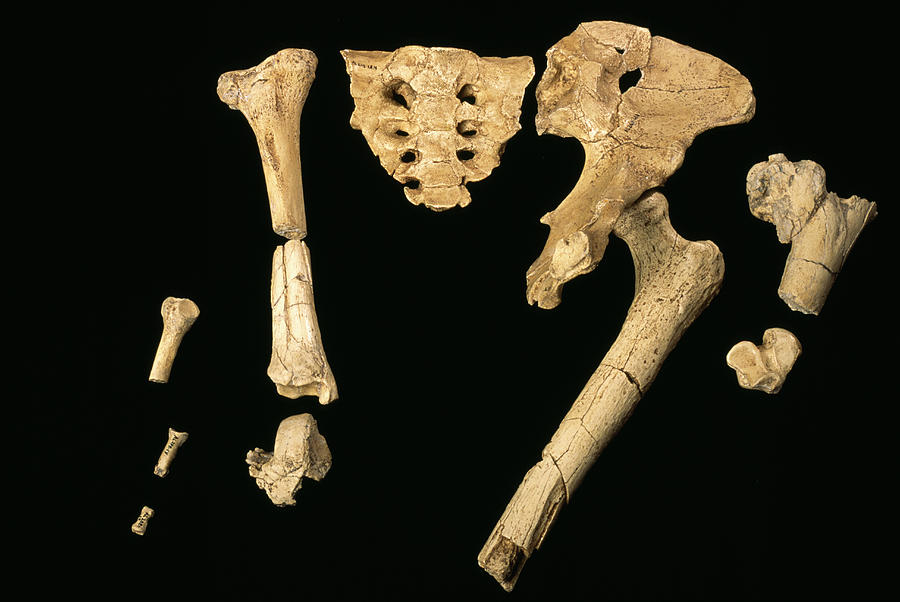 Fossil Bones Of Lucy Photograph By Pascal Goetgheluck/science Photo ...