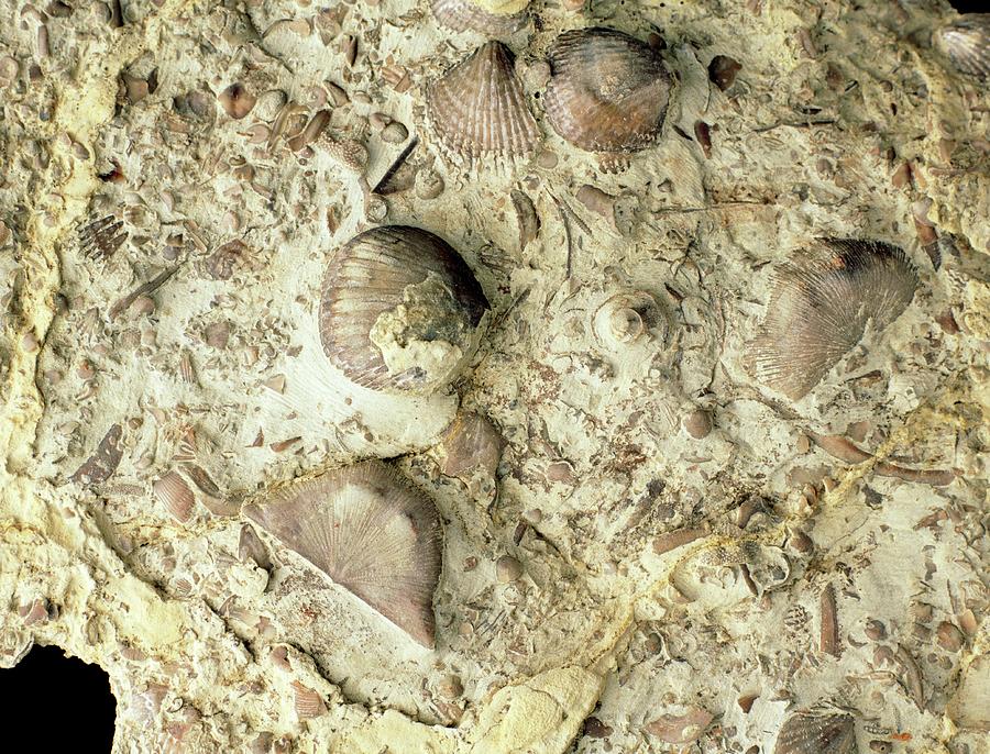 Animal Photograph - Fossil Brachiopod Shells From The Silurian Period by Sinclair Stammers/science Photo Library