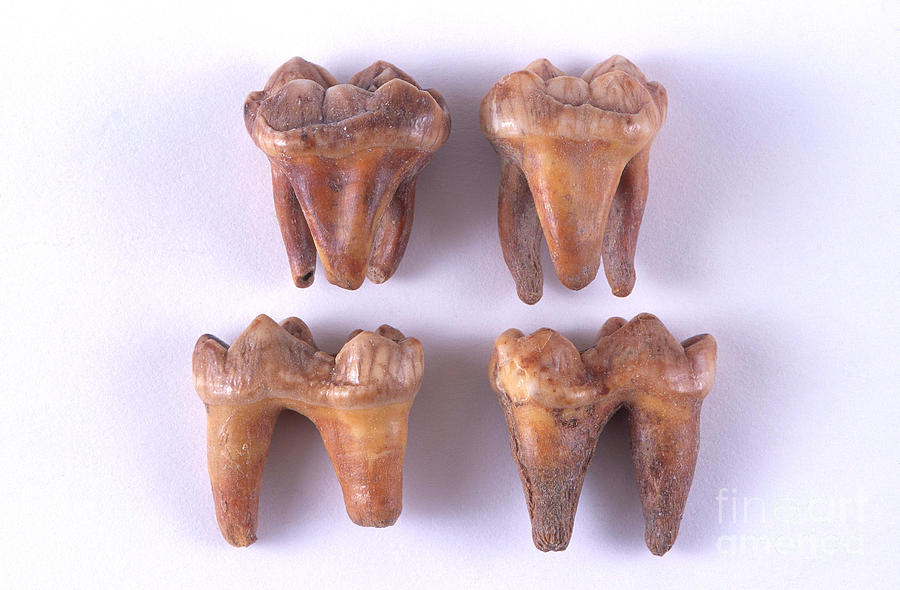 Fossil Cave Bear Teeth Photograph by Barbara Strnadova