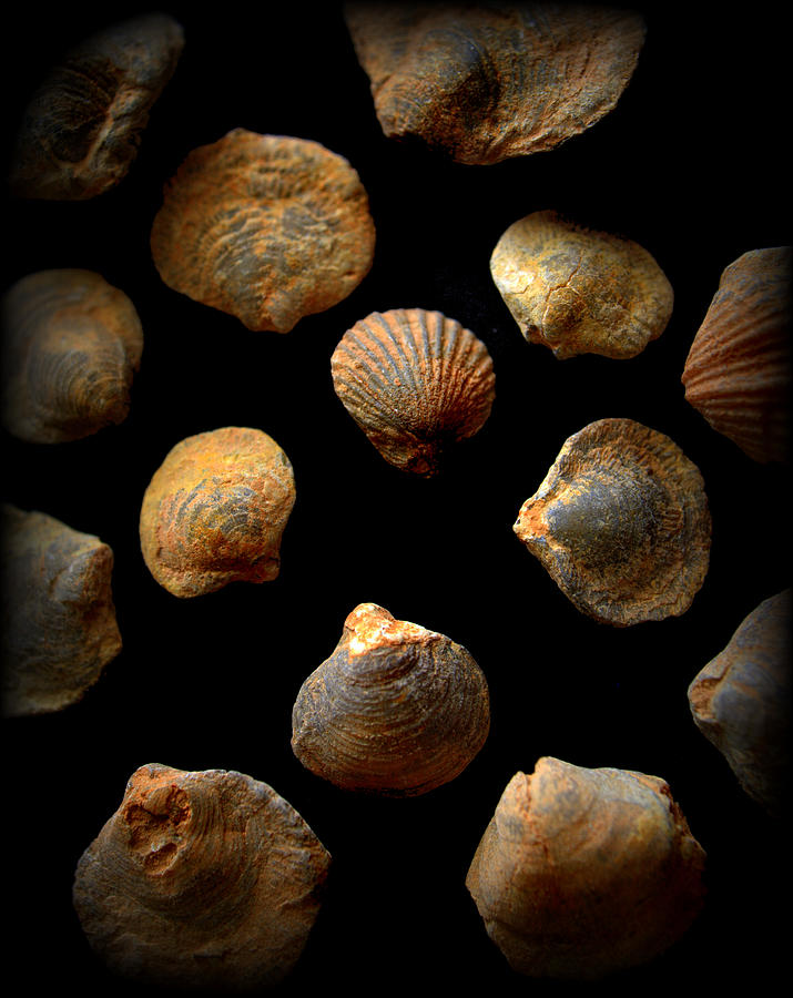 Fossil Clam Collection Photograph by Nathan Abbott