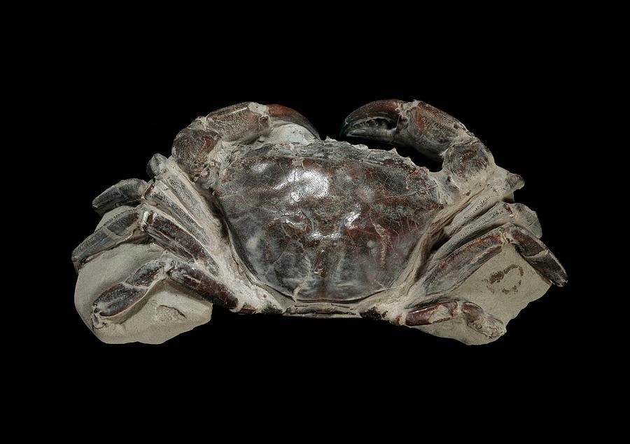 Fossil Crab Photograph by Natural History Museum, London/science Photo