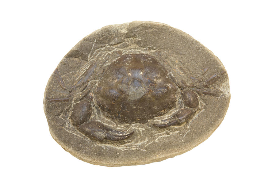 Fossil Crab (zanthopsis Vulgaris) Photograph by Science Stock Photography