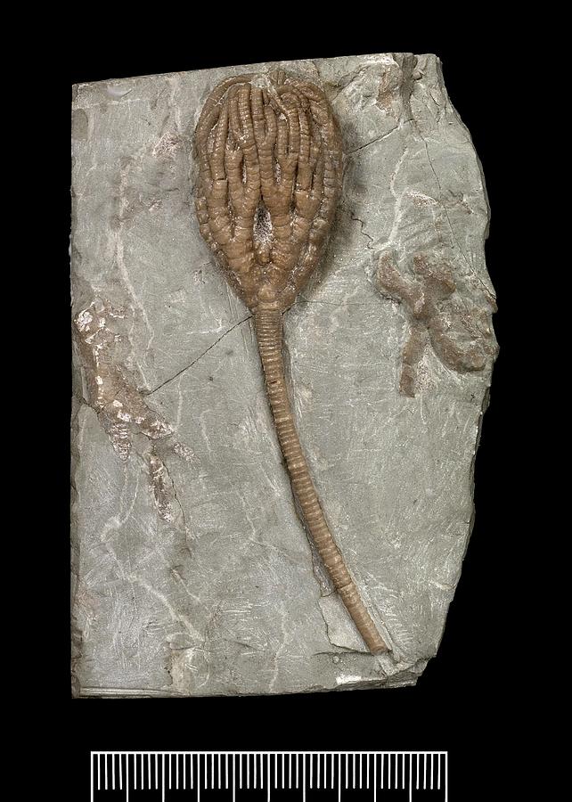 Fossil Crinoid by Natural History Museum, London/science Photo Library