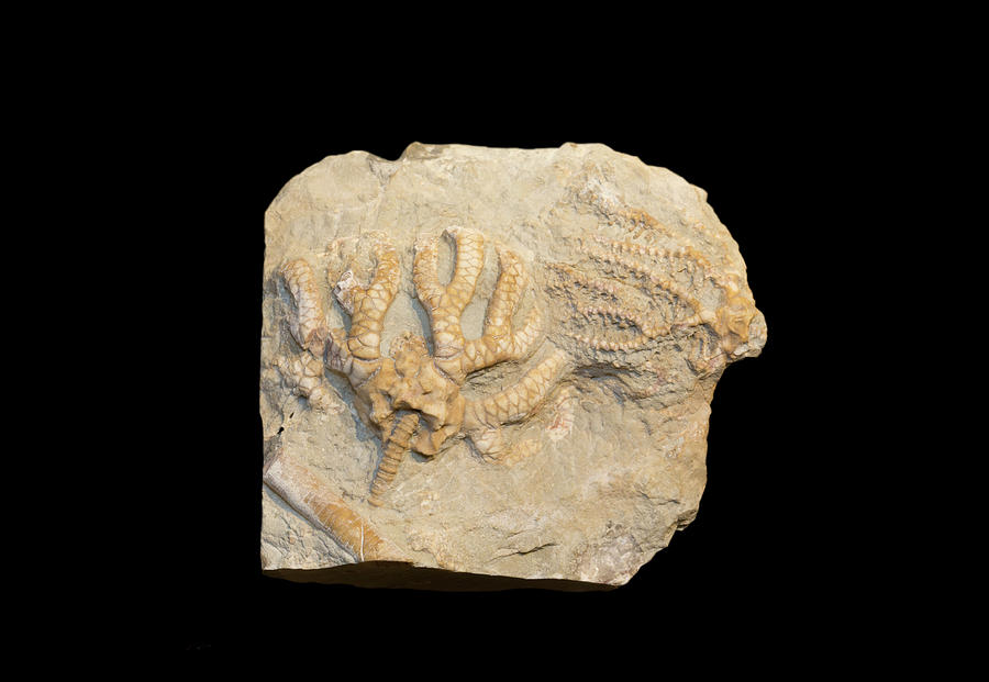 Fossil Crinoids Photograph by Science Stock Photography