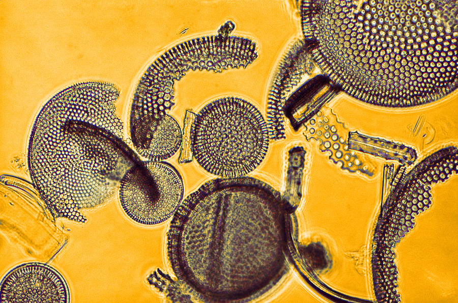 Fossil Diatoms Photograph by Biology Media