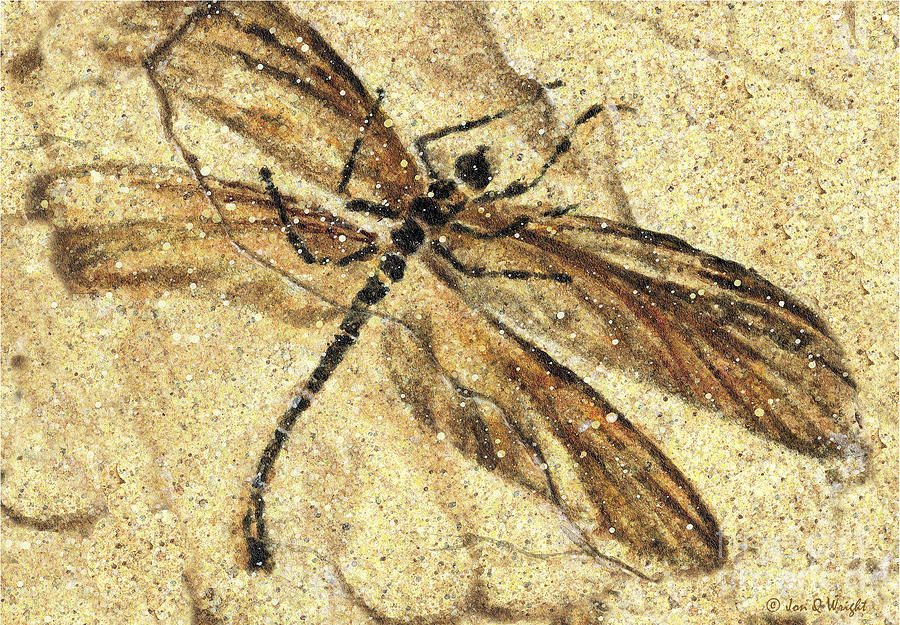 Dinosaur Painting - Fossil Dragonfly by JQ Licensing