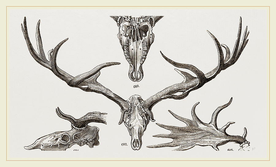 Nature Drawing - Fossil Elk by Litz Collection