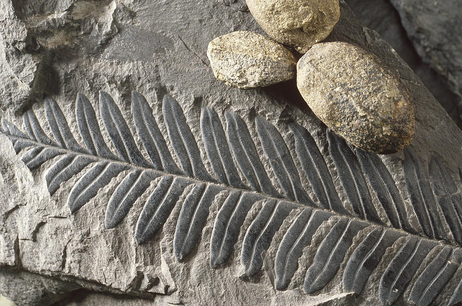 Fossil Fern Photograph by Theodore Clutter