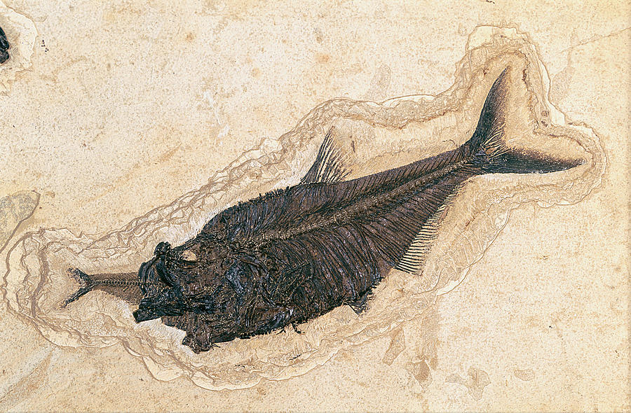 Fossil Fish Devouring Another Photograph by E.r. Degginger