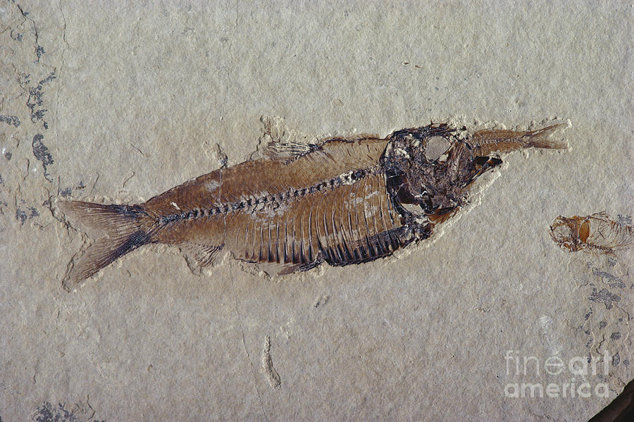 Fossil Fish Photograph by James L Amos