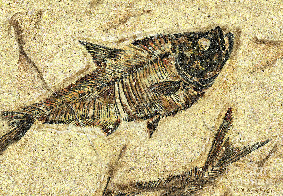 Fossil Fish Painting by JQ Licensing