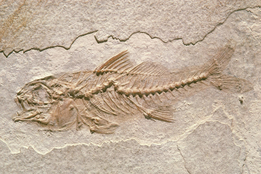 Fossil Fish Photograph by Pascal Goetgheluck/science Photo Library