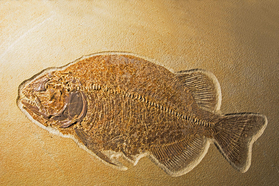 Fossil Fish, Phareodus Encaustus Photograph by Millard H. Sharp