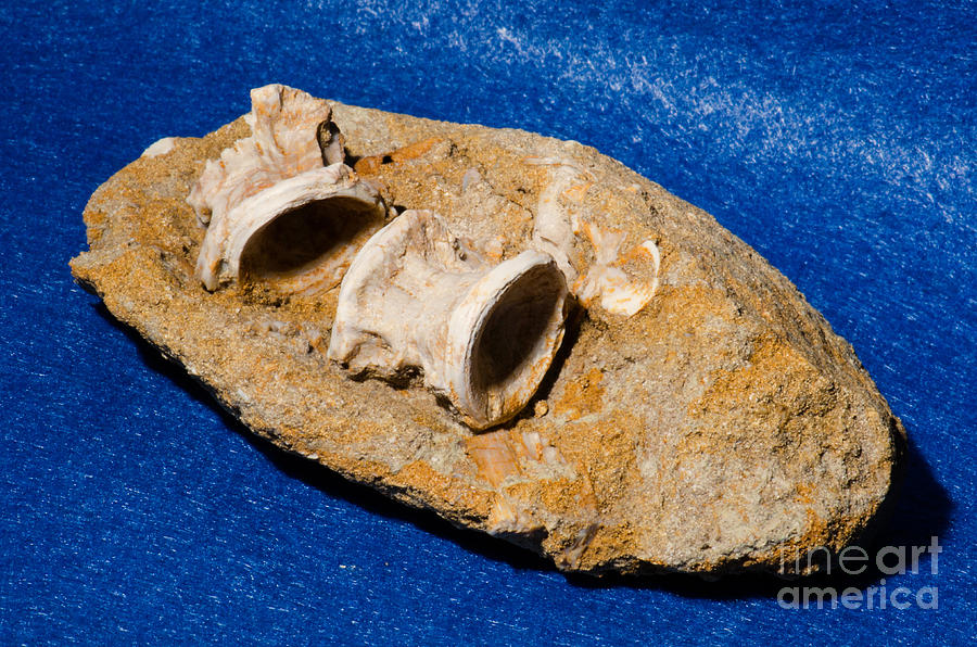 Fossil Fish Vertebrae In Rock Photograph by Millard H. Sharp - Pixels