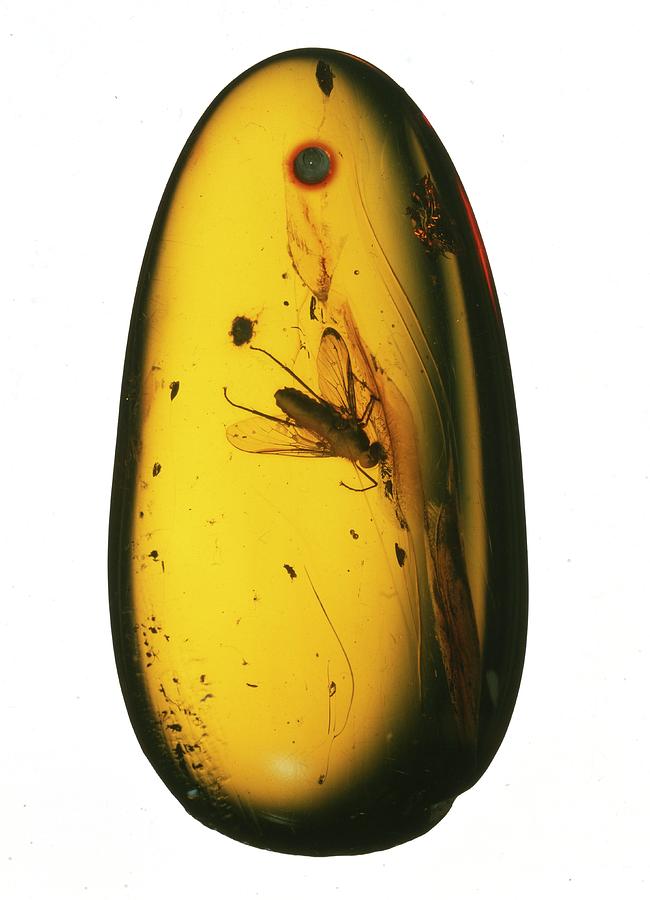 Prehistoric Photograph - Fossil Fly In Amber by Natural History Museum, London/science Photo Library