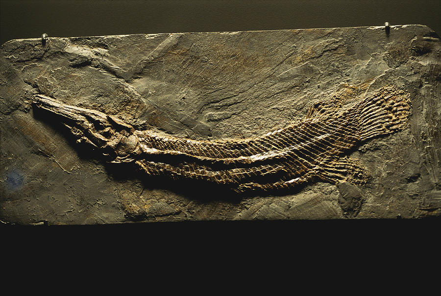 Fossil Garfish Photograph by Gary Retherford