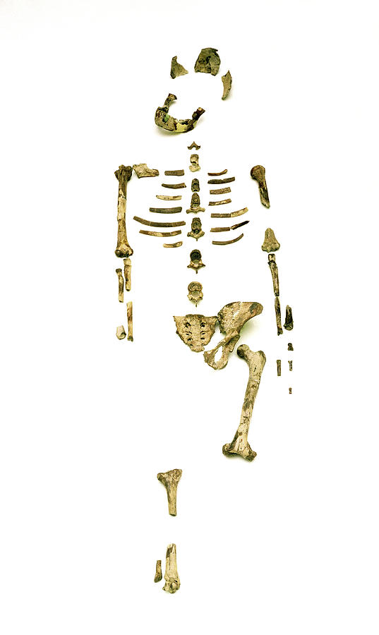 Fossil Hominid Skeleton Known As Lucy Photograph by John Reader/science  Photo Library - Fine Art America