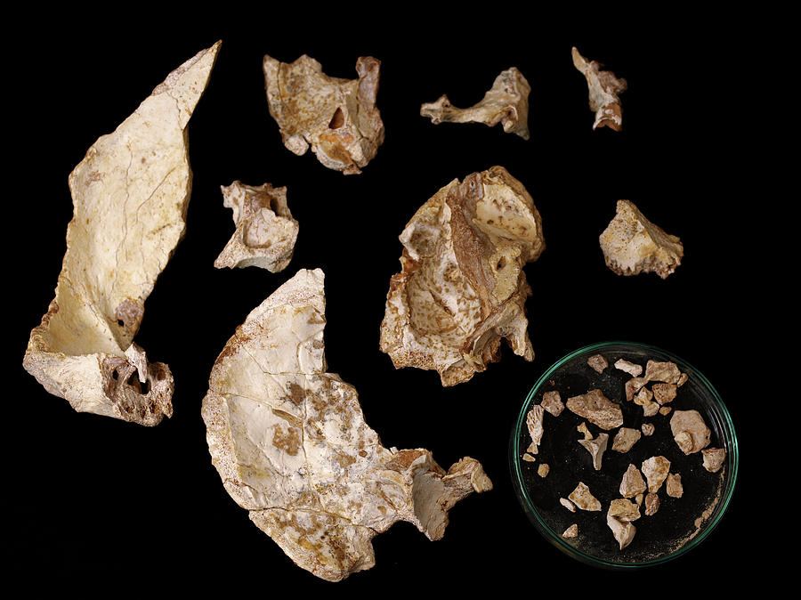 Fossil Hominin Skull And Fragments (aroeira 3) by Javier Trueba/msf ...