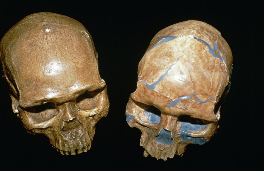Fossil Homo Sapiens Skulls Photograph by Natural History Museum, London/science Photo Library