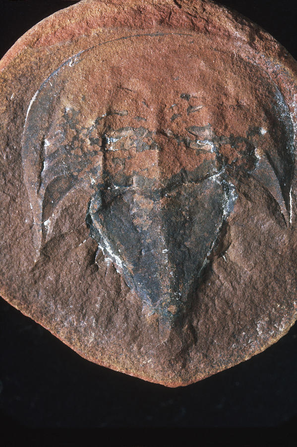 Fossil Horseshoe Crab Photograph by Louise K. Broman