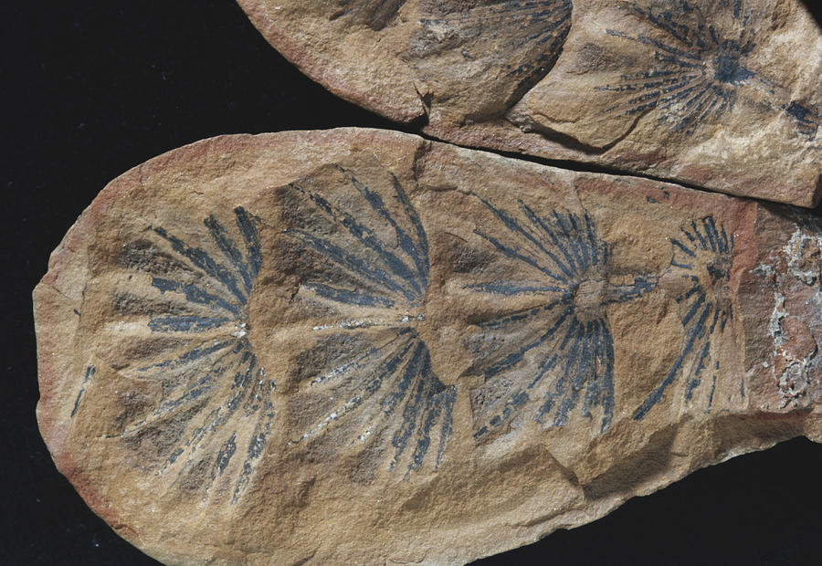 Fossil Horsetail Leaves Photograph by Louise K. Broman