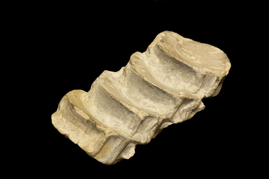 Fossil Ichthyosaur Vertebrae Photograph By Science Stock Photography