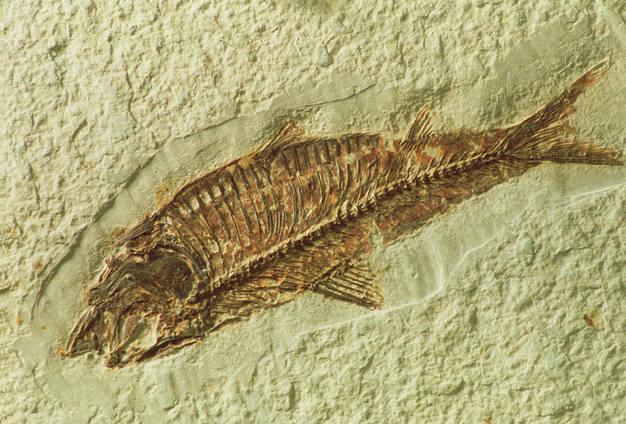 Fossil Knightia Sp. Fish Photograph by Th Foto-werbung/science Photo Library