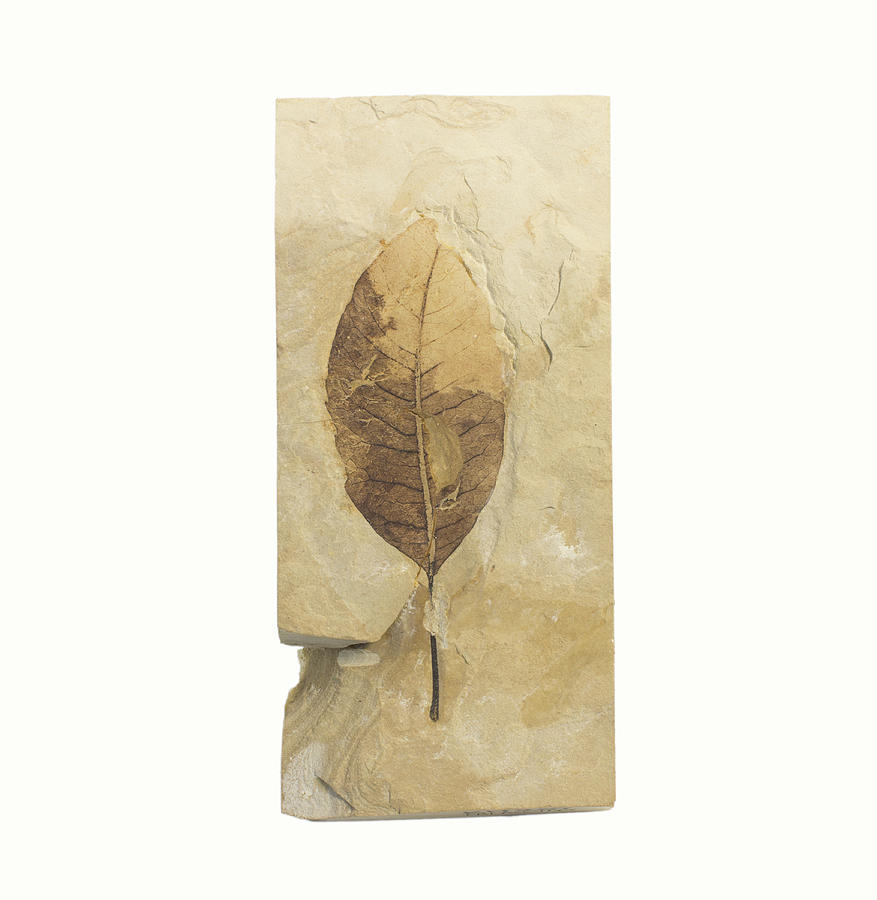 Fossil Leaf Photograph by Science Stock Photography