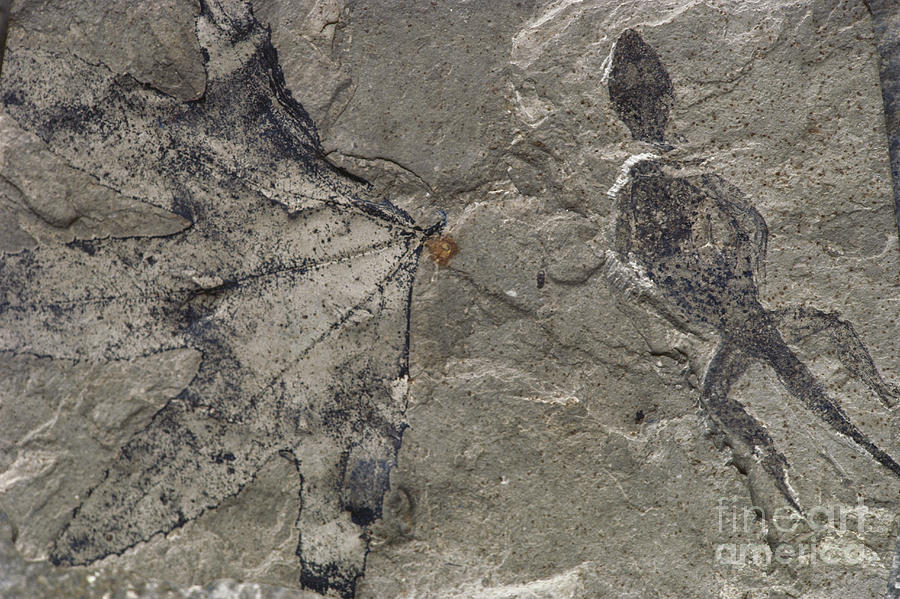 Fossil Lizard And Leaf Photograph by James L. Amos