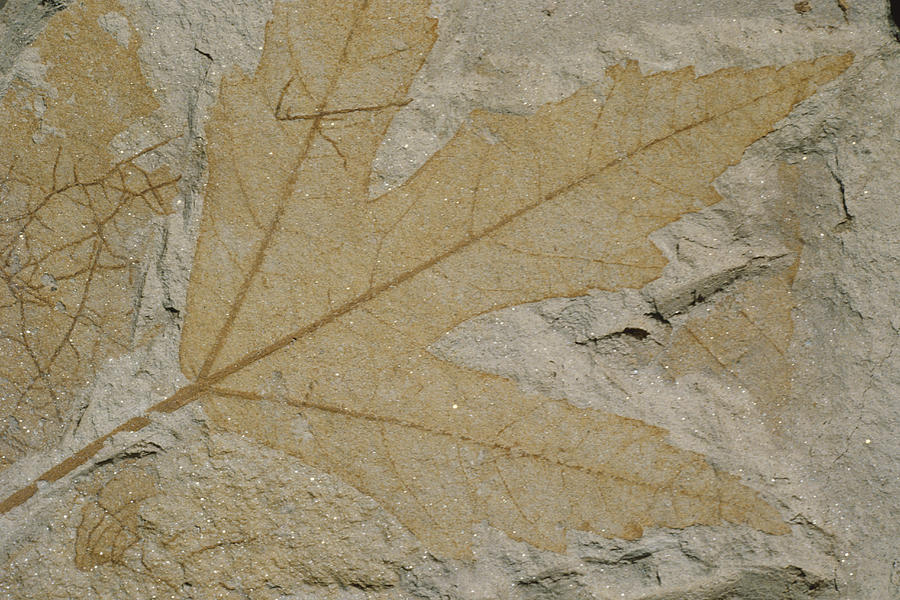 Fossil Maple Leaf Photograph by Theodore Clutter