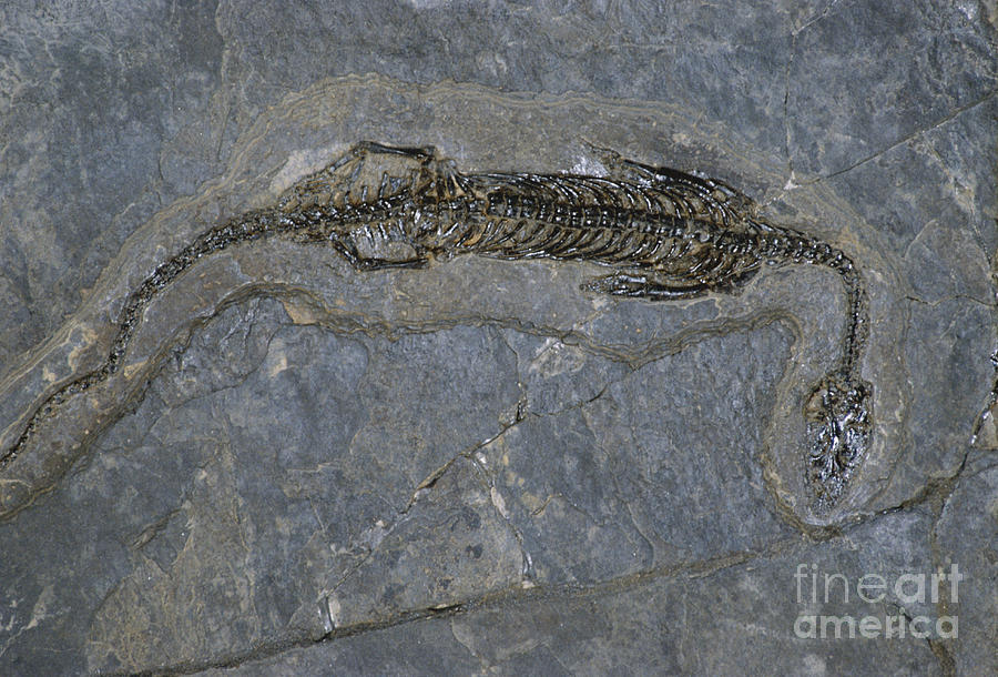 Fossil Marine Reptile Photograph by James L. Amos