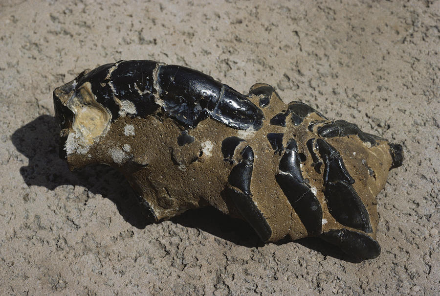 Fossil Mud Lobster Photograph by A.b. Joyce