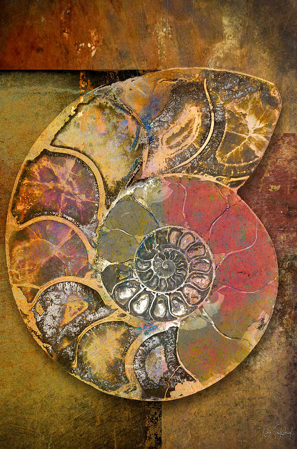 Fossil Nautilus Shell Photograph By Gene Tewksbury