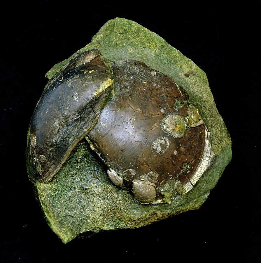 Fossil Of Bivalve Mollusc Photograph by Sinclair Stammers/science Photo