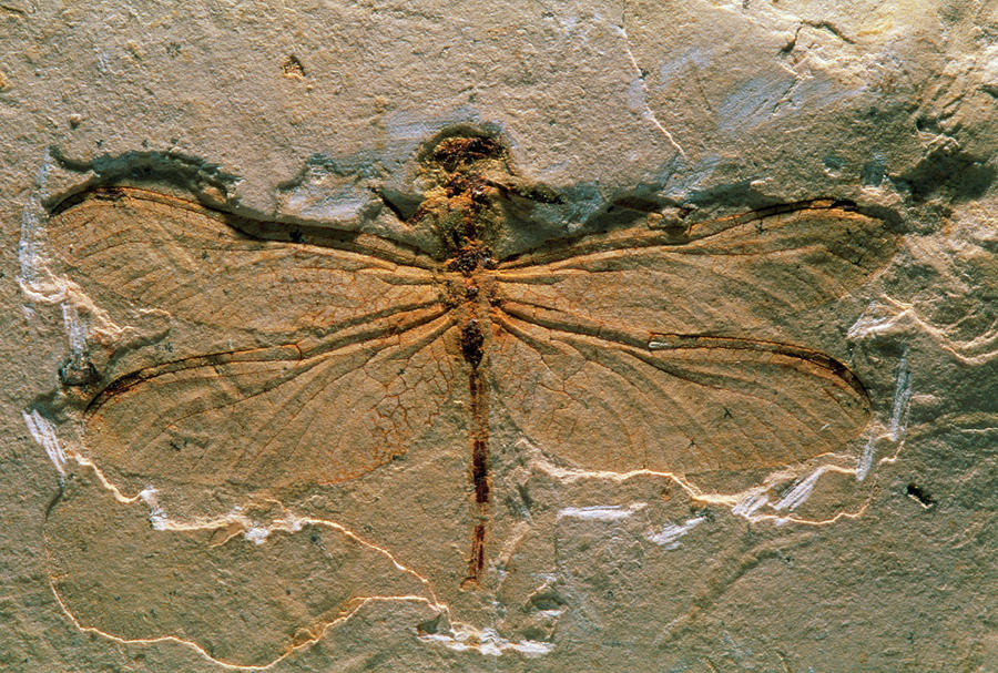 Fossil Of Cordulagomphus Fenestratus Dragonfly by Pascal Goetgheluck/science Photo Library