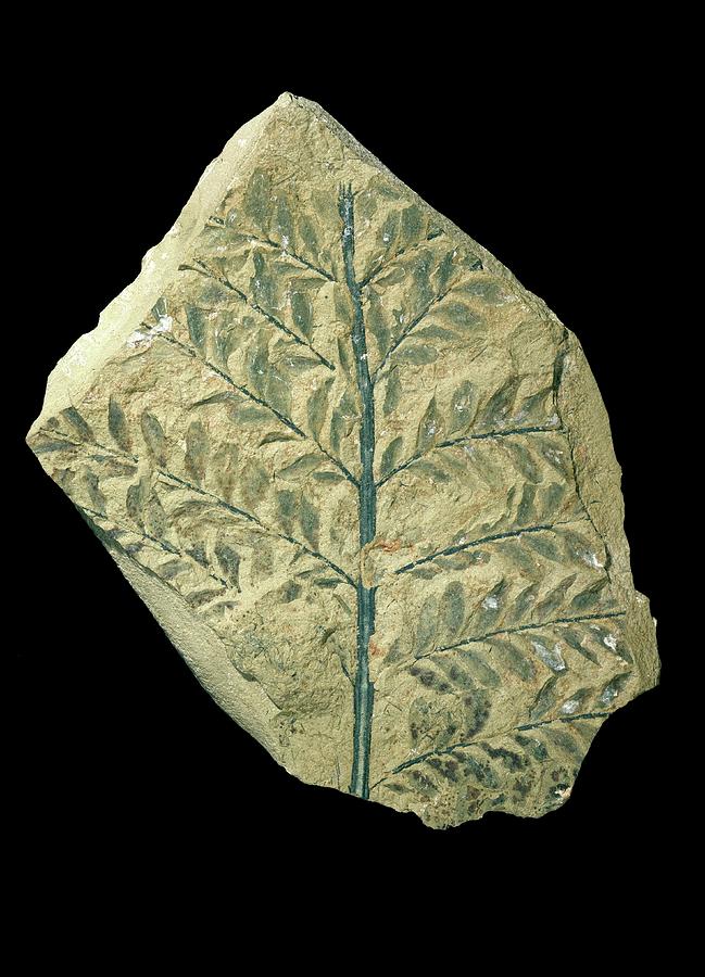 Fossil Plant Photograph by Natural History Museum, London/science Photo  Library - Fine Art America
