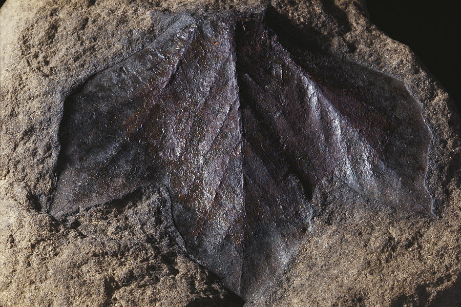 Fossil Sassafras Leaf Photograph by Louise K. Broman
