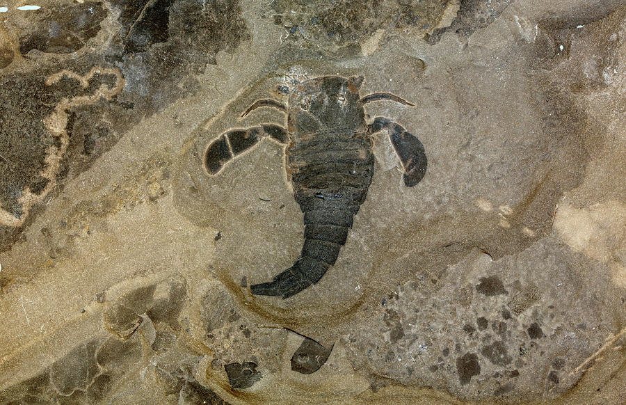 Fossil Sea Scorpion (eurypterus Remipes) Photograph by Science Stock Photography