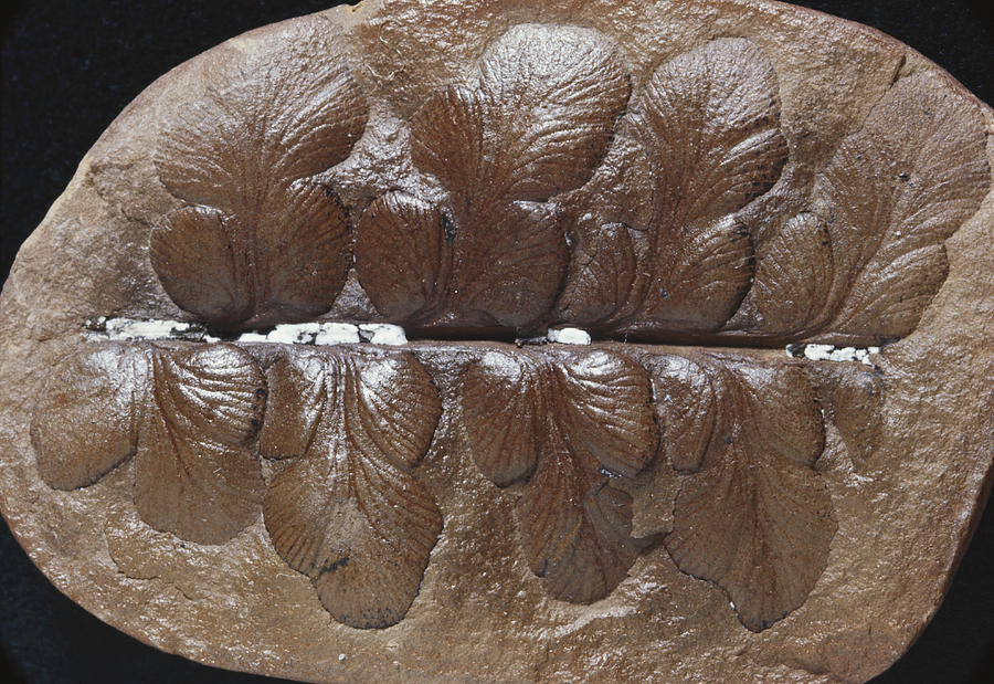 Fossil Seed Fern Photograph by Louise K. Broman