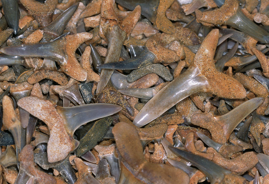 Fossil Shark Teeth Photograph by Sinclair Stammers/science Photo Library