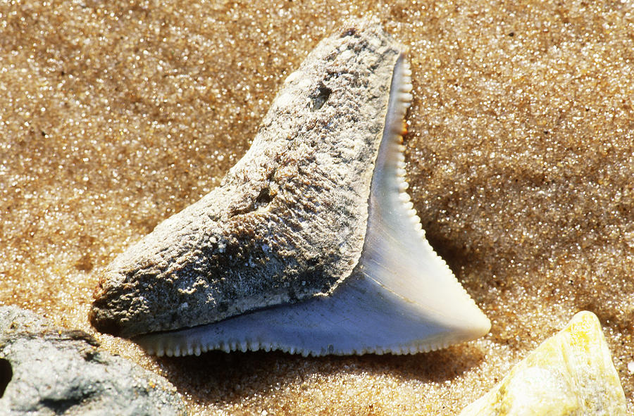 Fossil Shark Tooth Photograph by Millard H Sharp