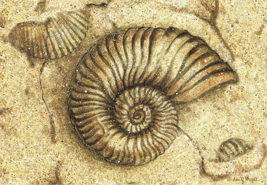 Fossil Shell Painting by JQ Licensing
