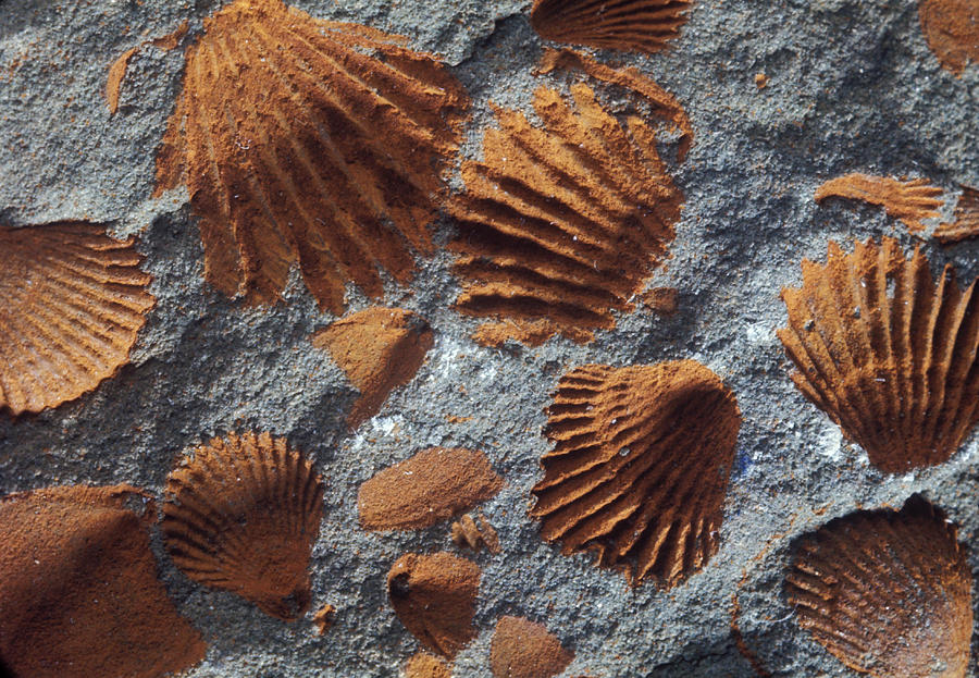 Fossil Shells Photograph by L. K. Broman