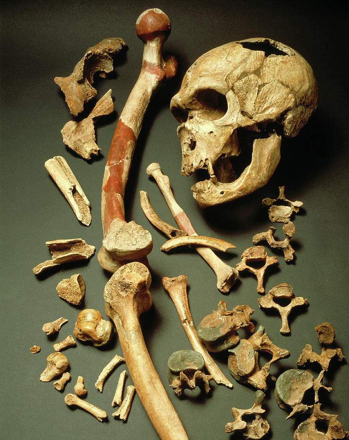 fossil-skull-and-bones-of-neanderthal-man-john-readerscience-photo-library.jpg